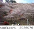 four season cherry blossom, sakura, maple 2026076