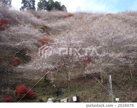 四季櫻花 櫻花 櫻 2026076