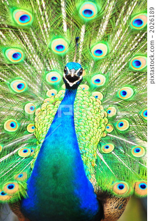 peacock, peafowl, bird 2026189