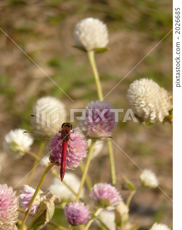 Natsuakane和Sengoku 2026685