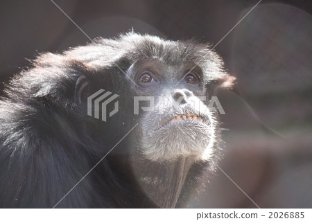陸生動物 猴子 猴 2026885
