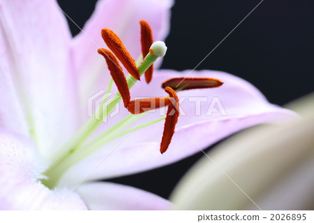 floral arrangement, botanic, botanical 2026895