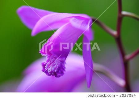 bletilla striata, bloom, blossom 2027084