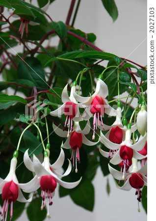 Queen's earrings 2027103