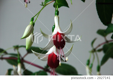 Queen's耳環 2027141