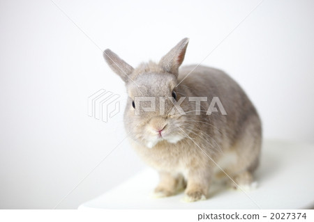 White background Netherland dwarf rabbit 2027374