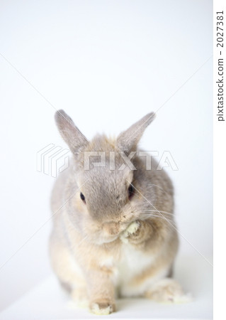 White background Netherland dwarf rabbit 2027381