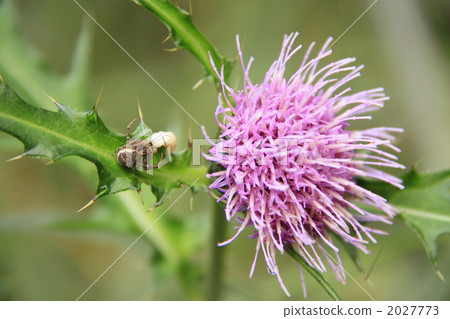 薊花 昆蟲 花朵 2027773