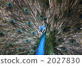 孔雀 2027830