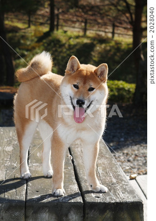 Shiba Inu on the table 2028040