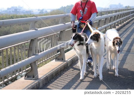 Borzoi Borzoi 2028255