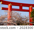 Torii Gate, torii, cherry blossom 2028300