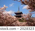 five-storied pagoda, cherry blossom, cherry tree 2028323