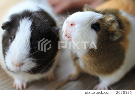 兩隻豚鼠 兩隻豚鼠 2028525