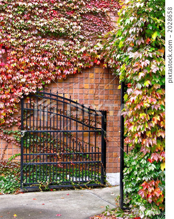 爬行在公園的磚牆上的常春藤秋葉 爬行在公園的磚牆上的常春藤秋葉 2028658