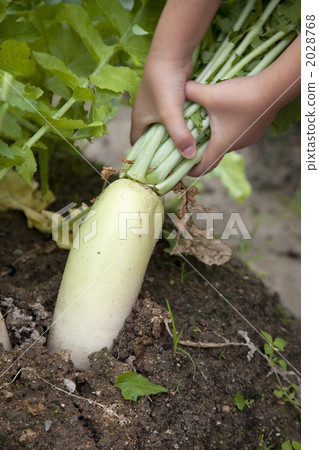 Daikon digging 2028768
