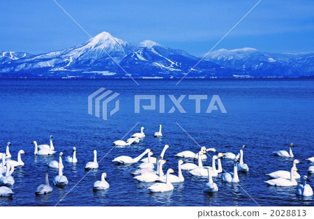 Swans and Mt. Bandai (Aomatsuhama) of Lake Inawashiro 2028813