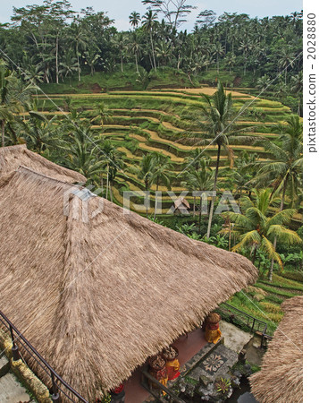 Rice Terrace of Tegalaran Bali 2028880