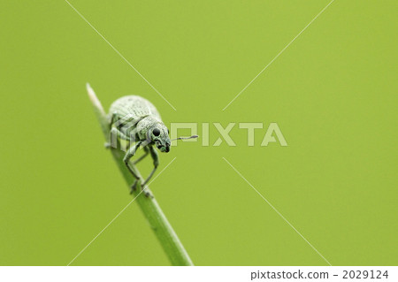 Kofukizoumushi 2029124