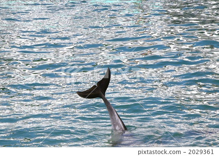 At the dolphin show -3 At the dolphin show -3 2029361