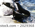 海洋動物 密封 動物 2029368