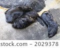 海獅寶寶 2029378