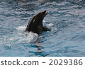 海洋動物 海豚 秀 2029386
