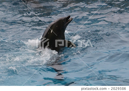 sea animals, dolphin, dolphins 2029386