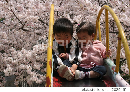 siblings, cherry blossom, cherry tree 2029461