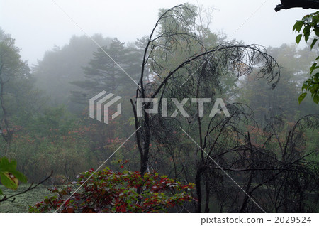 鬱鬱蔥蔥 茂盛 茂密 2029524