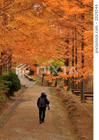 水杉和攝影師 2029544