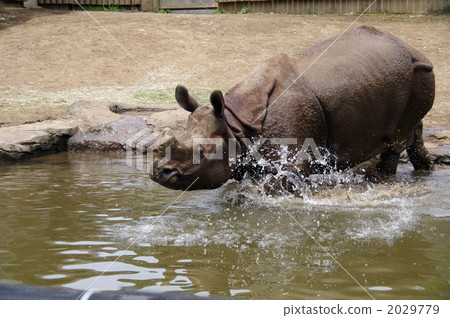 印度犀牛 犀牛 冷水浴 2029779
