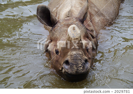 indian rhino, rhino, rhinocerose 2029781