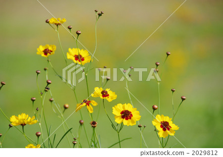 coreopsis tinctorium, plains coreopsi, bloom 2029812