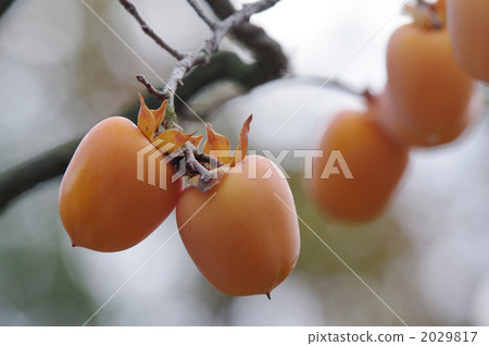 wild persimmon, fruit, fruits 2029817