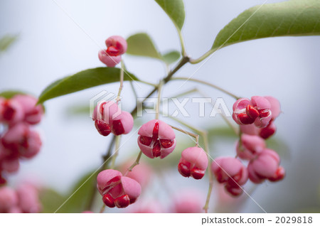 mayumi, seed, Oriental Staff Vine 2029818