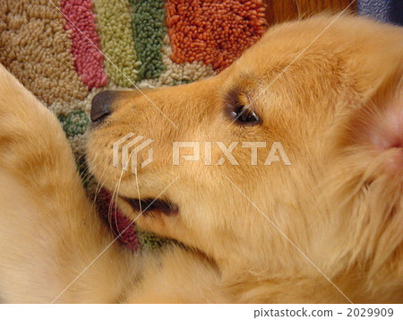 small dog, doggy, lapdog 2029909