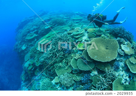 World heritage coral 2029935