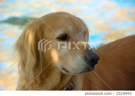 golden retriever, pet, pets 2029941