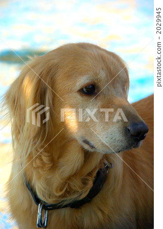 golden retriever, pet, pets 2029945