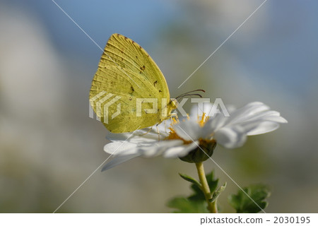 A yellowfish A yellowfish 2030195