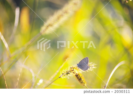 Yamato jujube and cat sleepy 2030311