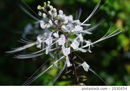 cat whiskers, cat whiskers plant, cats whiskers 2030854