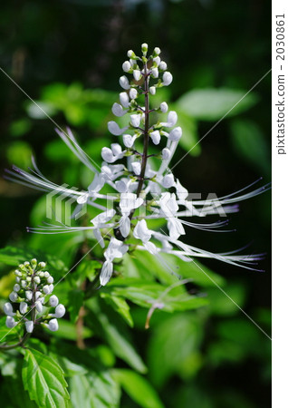 cat whiskers plant, cats whiskers, cat's whisker 2030861