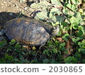 日本擬水龜 烏龜 爬行動物 2030865