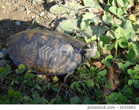 mauremys japonica, turtle, reptile 2030865