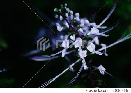 cat whiskers, cat whiskers plant, cats whiskers 2030866