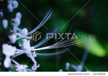 優雅 丁香花 貓的鬍鬚 2030869