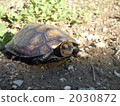 日本擬水龜 烏龜 爬行動物 2030872
