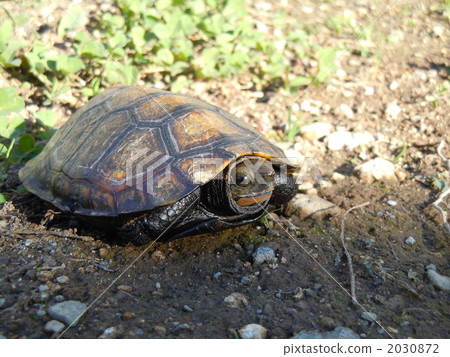 日本擬水龜 烏龜 爬行動物 2030872